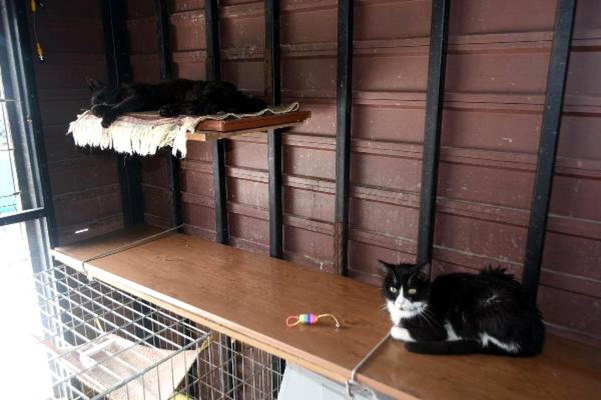 Engelli Kedi Evi\'nde en çok yavru kedi mamasına ihtiyaç var