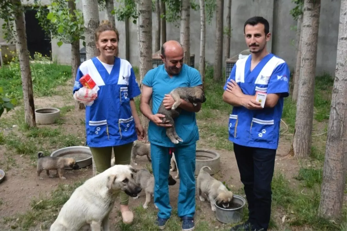 HAYTAP ile İmuneksfarma\'dan Bitlis\'teki sokak hayvanları için ilaç