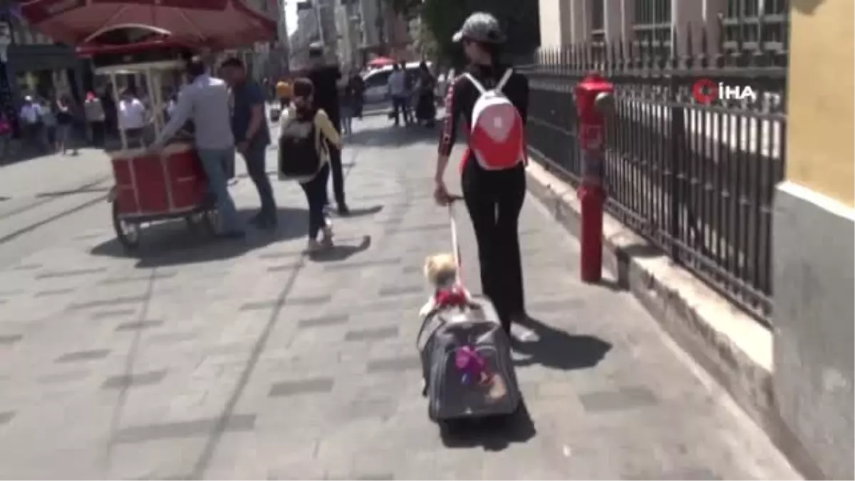 İstiklal Caddesi\'nde bu köpeği görenler dönüp bir daha bakıyor