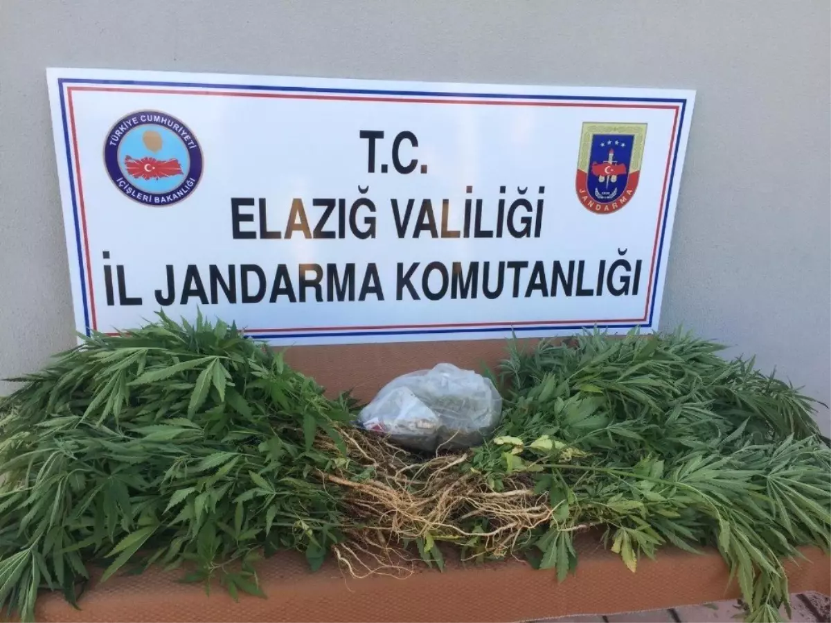 Jandarmadan uyuşturucu operasyonu; 1 gözaltı