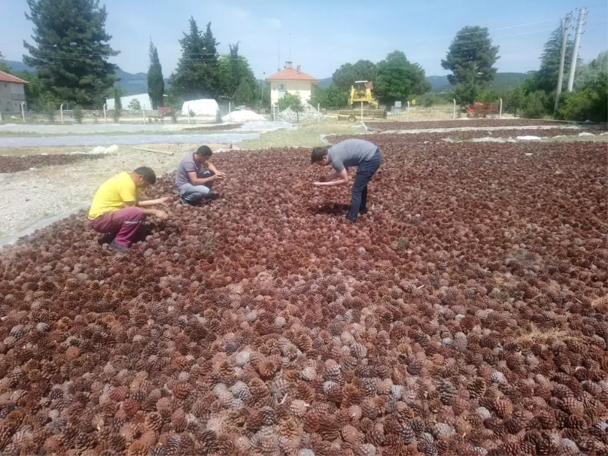 Kozalaklar köylüye ekmek kapısı oldu