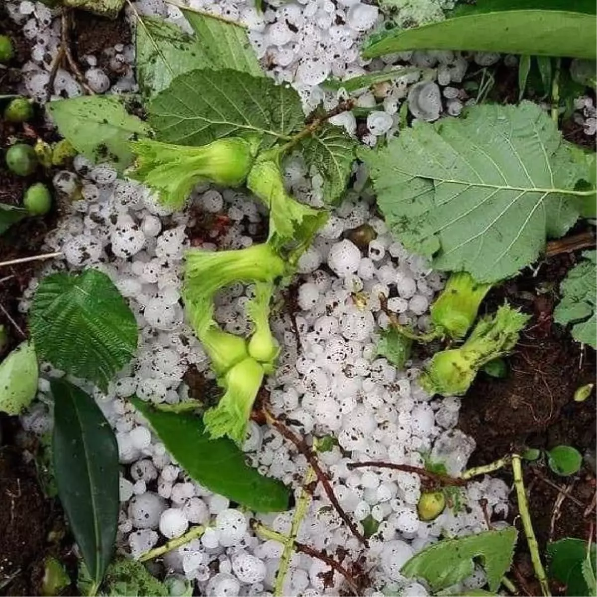 Ordu\'da araçları doludan korumak için tahtalı önlem