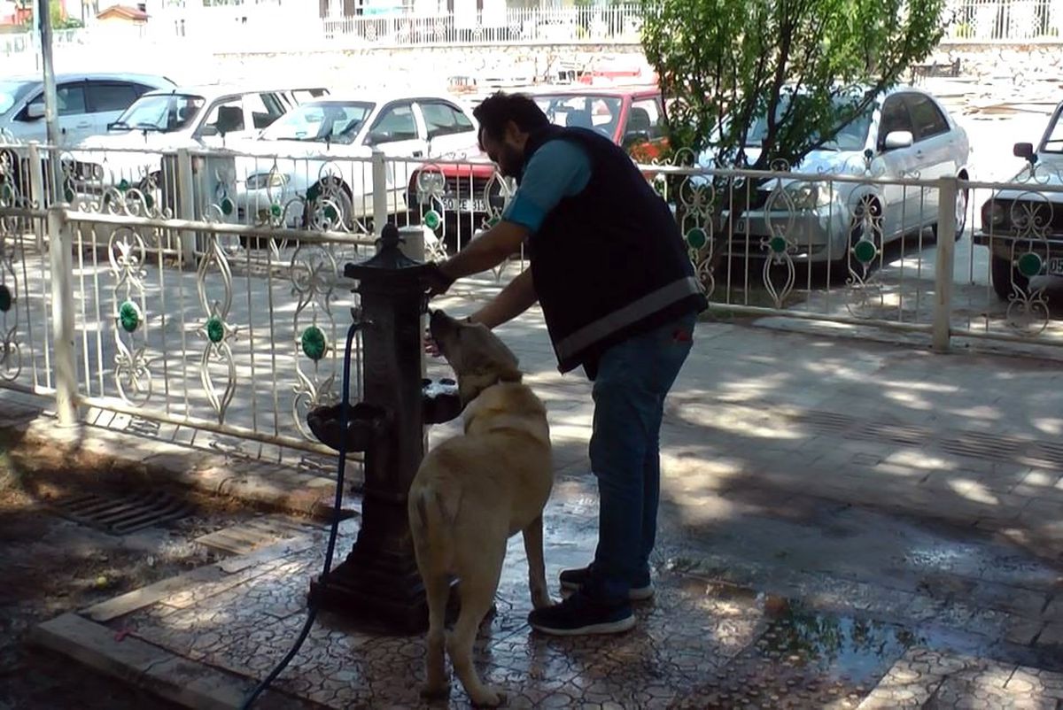 Sıcaktan bunalan köpeğe polis şefkati