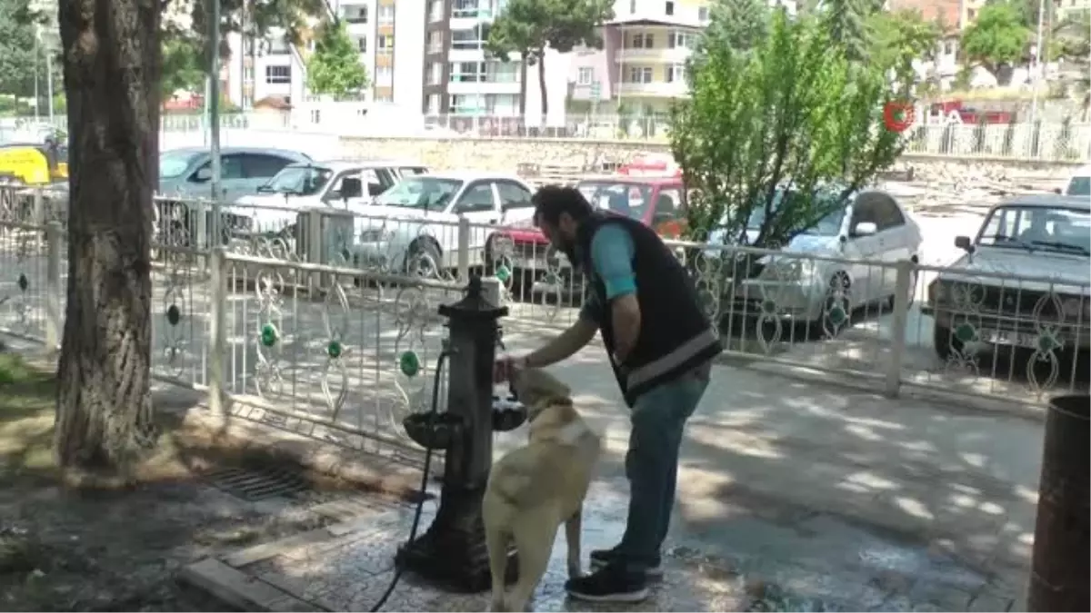 Sıcaktan bunalan köpeğe polis şefkati