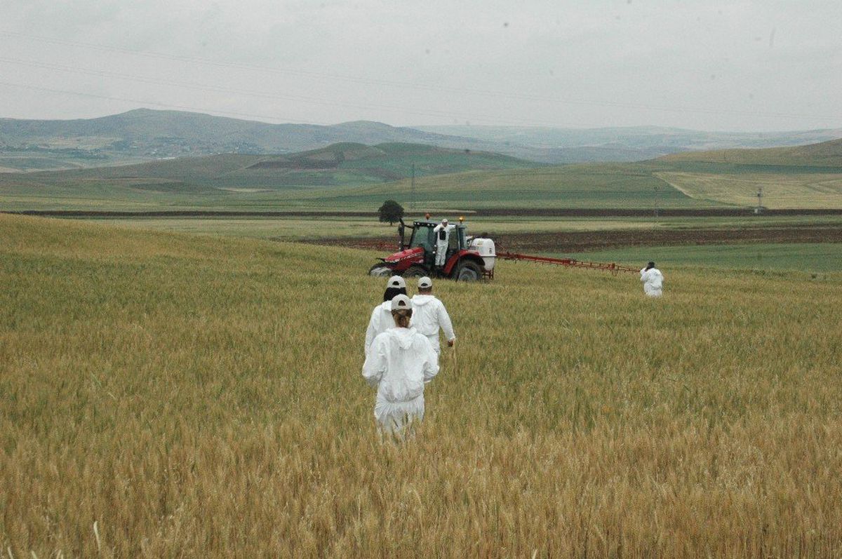 Süne ile mücadele tam gaz