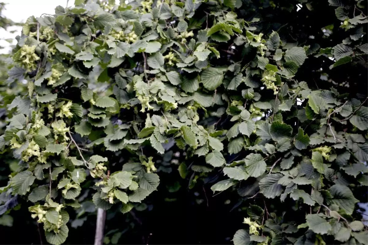 Uygulama bahçeleri olumlu sonuç verdi, dönüm başına 250 kilo fındık alınacak