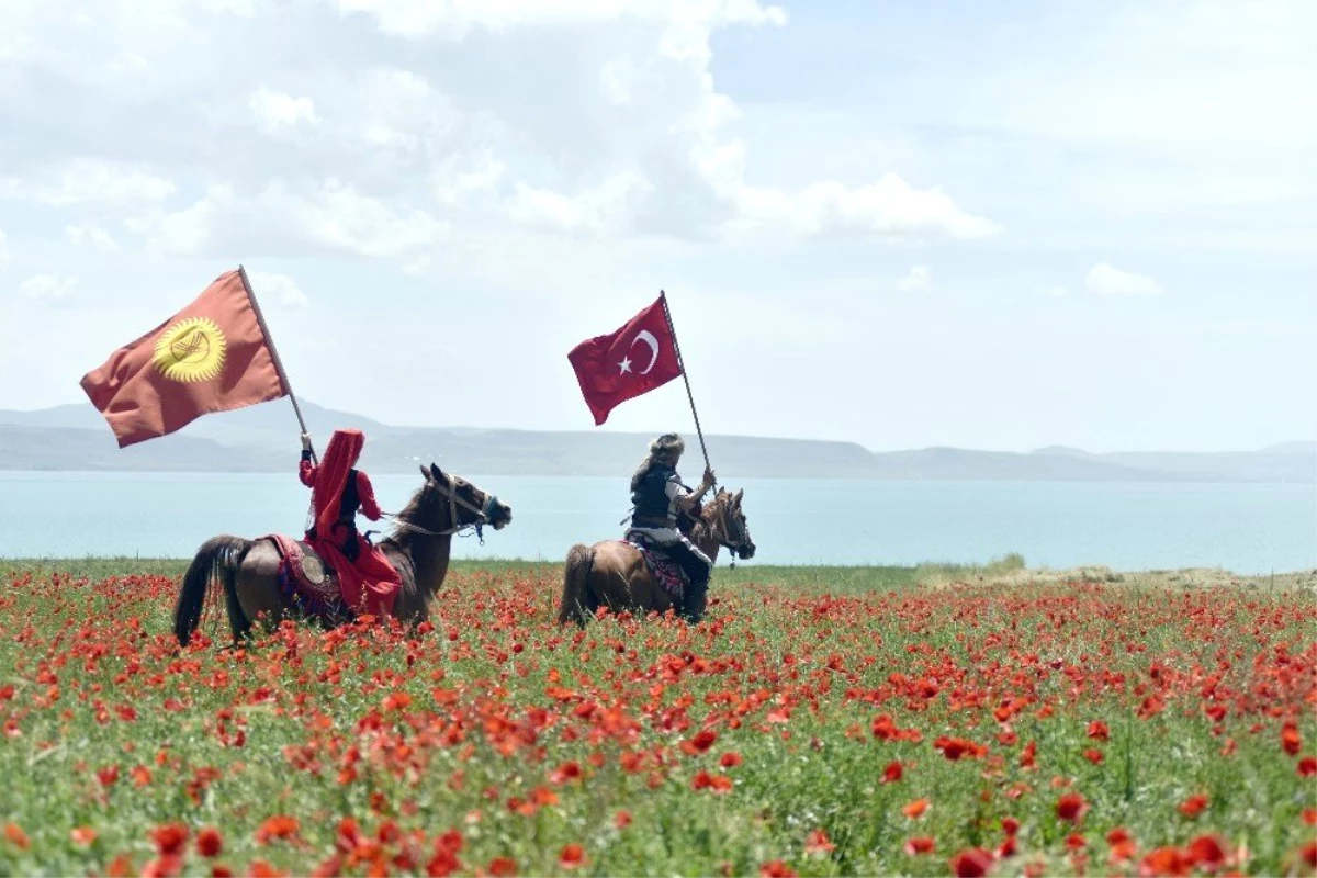 Van Gölü sahilindeki gelincik tarlaları doğal fotoğraf stüdyosuna dönüştü