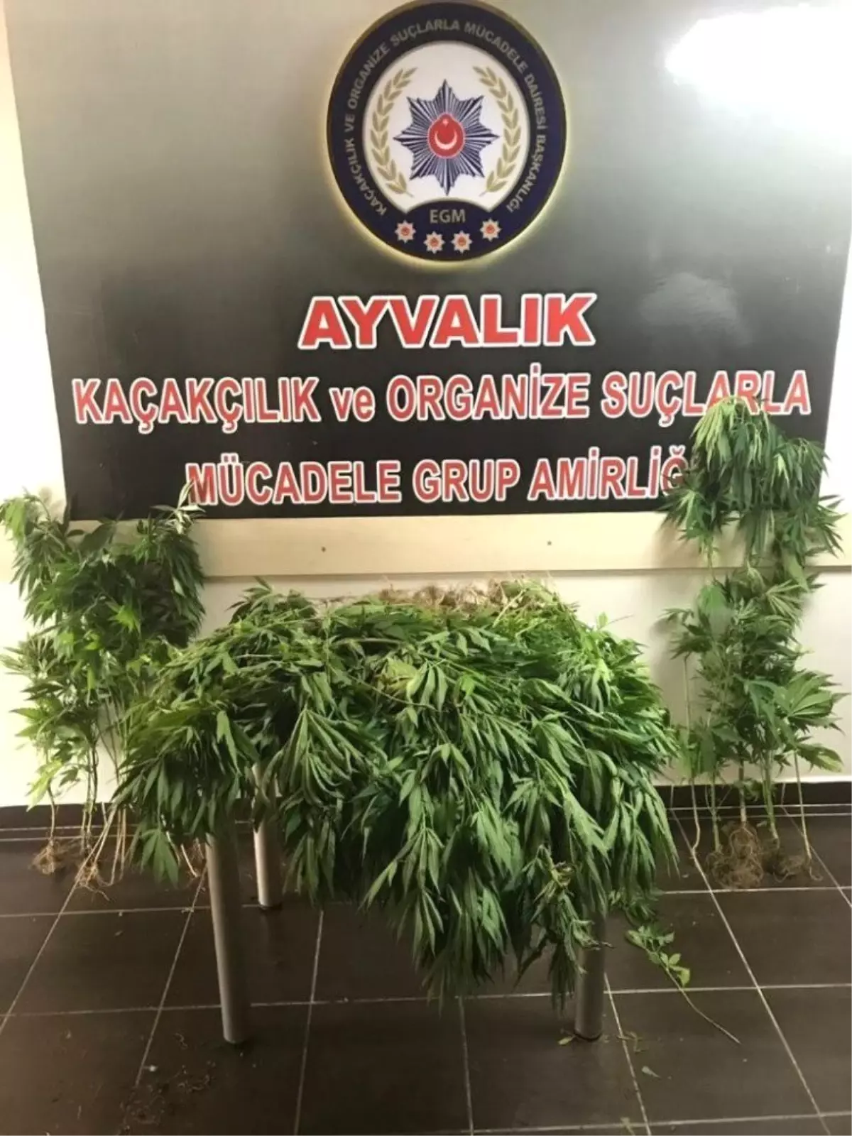 Ayvalık polisinden çiftliğe Hint keneviri baskını