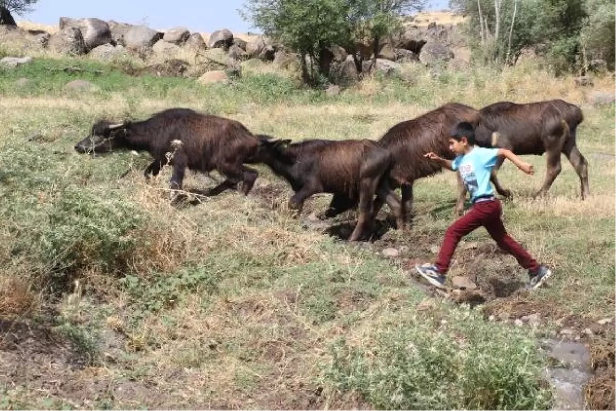 Çobanlık yapan iki kardeşe, merada karne sürprizi