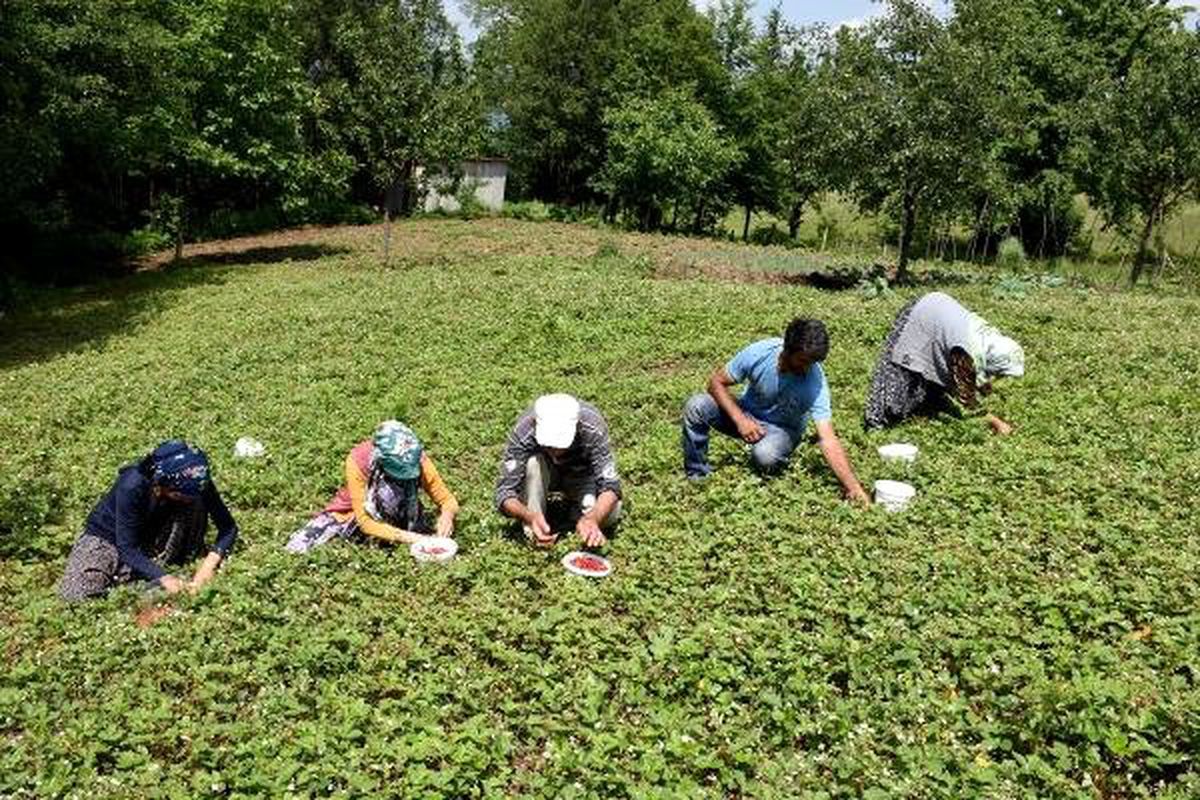 Dağ çileği üreticinin yüzünü güldürüyor