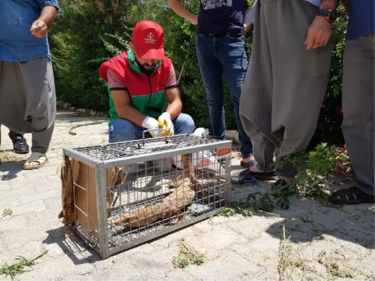 Evin bahçesinde çöl varanı bulundu