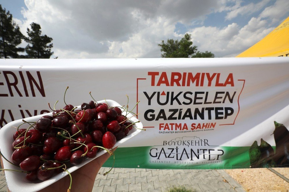 Gaziantep\'te 2\'nci kiraz hasat şenliği düzenlendi