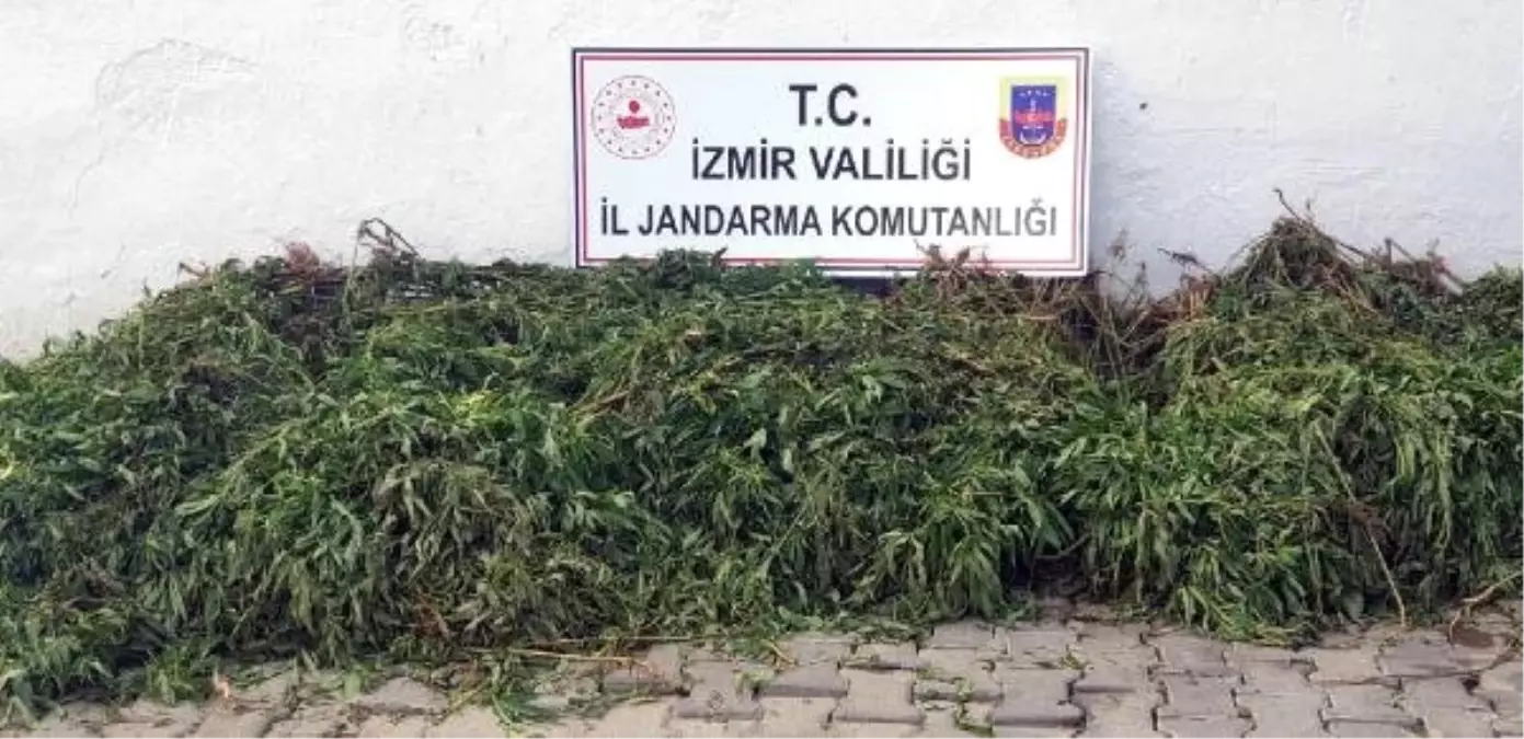 İzmir\'de 7 bin kök Hint keneviri ele geçirildi