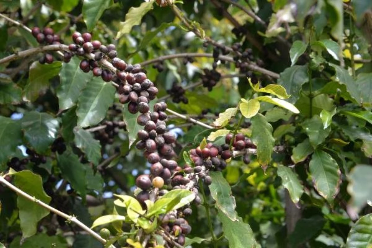 Kahve üretimi, tropik ormanları ve kuşları yok ediyor