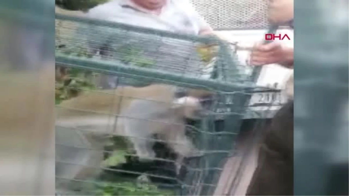 KONYA Mahallede görülen maymunu yakalayıp, beslediler