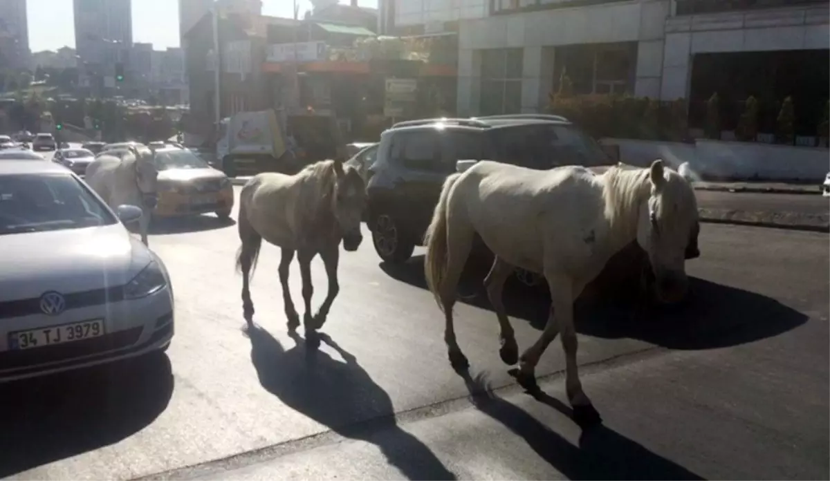 İstanbul\'un göbeğinde başıboş atlar sürücüleri şaşkına çevirdi! O anlar kamerada