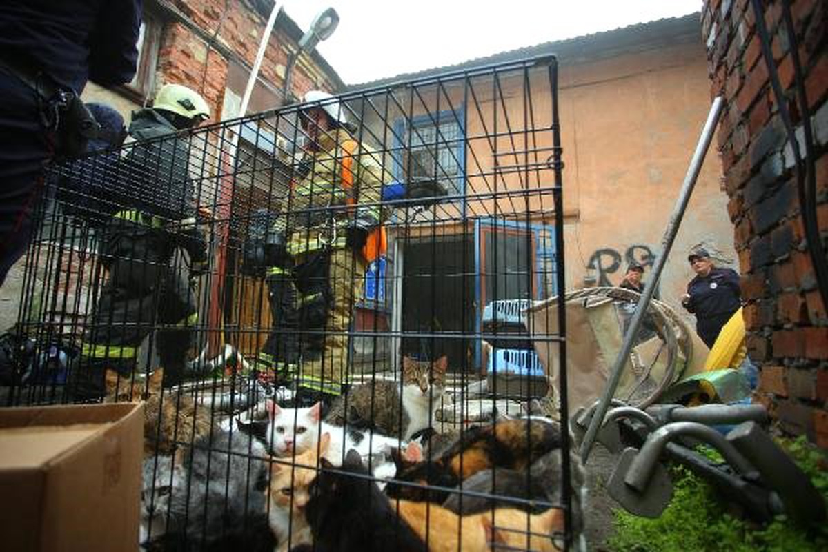 Rusya\'da barınakta yangın: 300\'den fazla kedi kurtarıldı