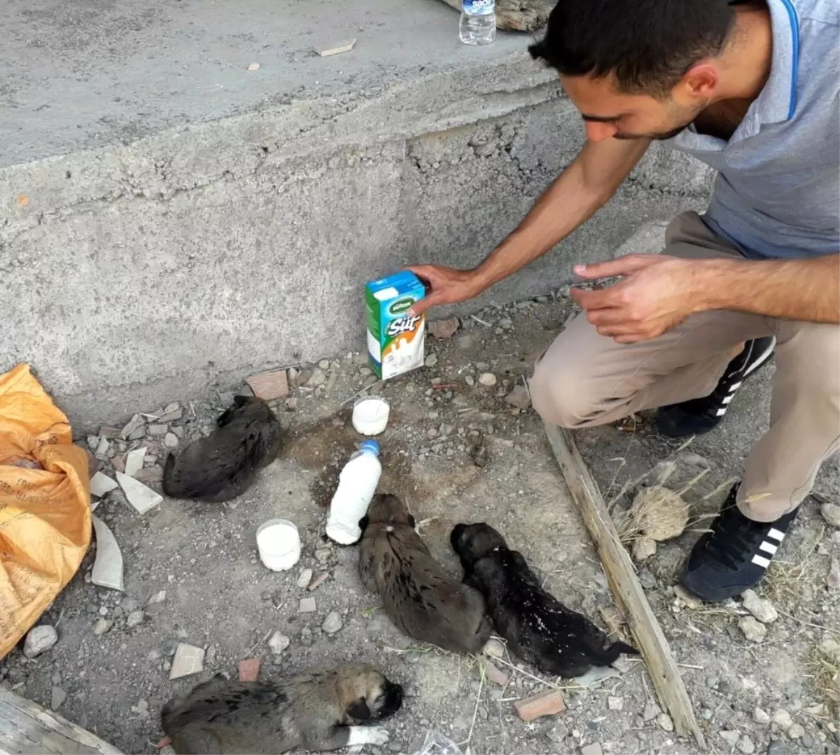 Yavru köpekler Dicle Elektrik ekibi sayesinde kurtuldu