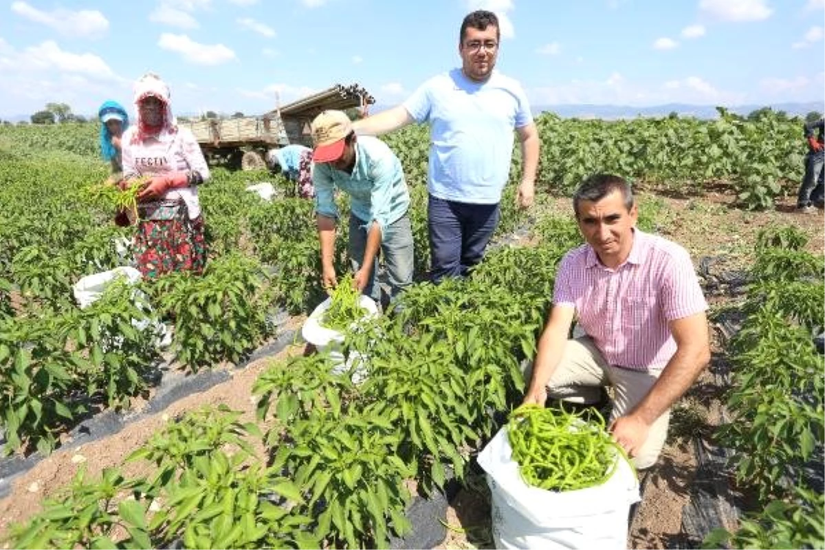 Yenişehir Ovası\'nda biber hasadı başladı