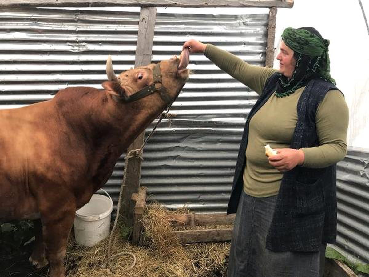 Boğaları ile kampa girdiler