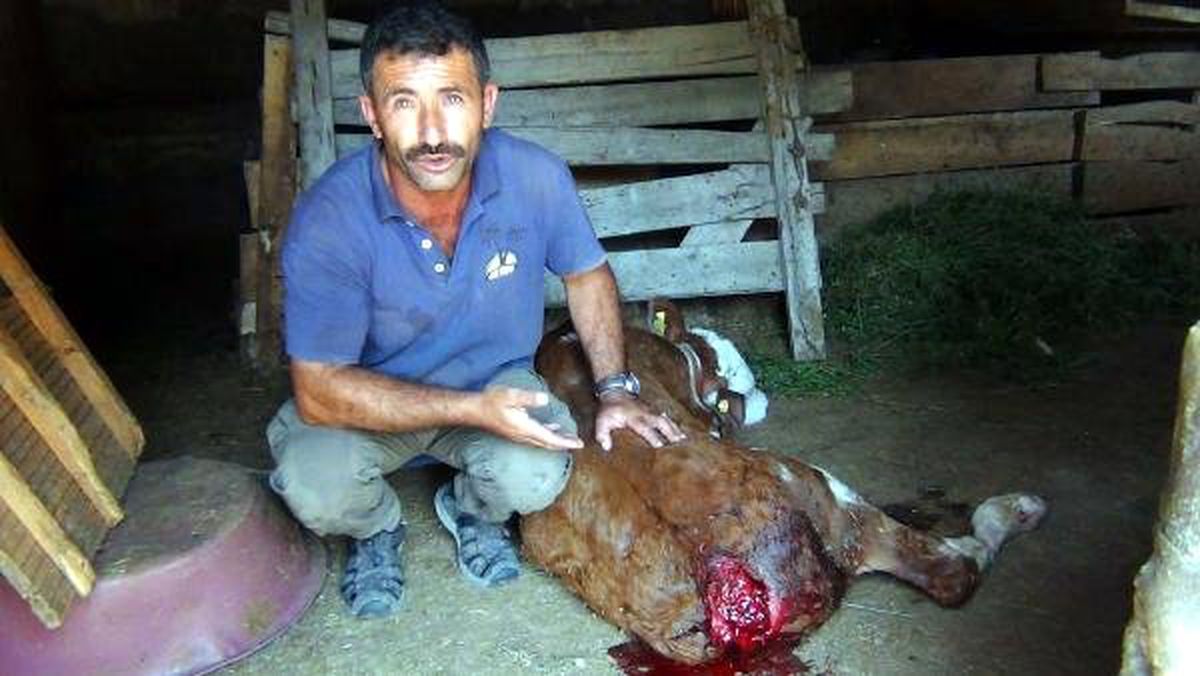 Erciş\'te köpekler 2 buzağıya saldırdı