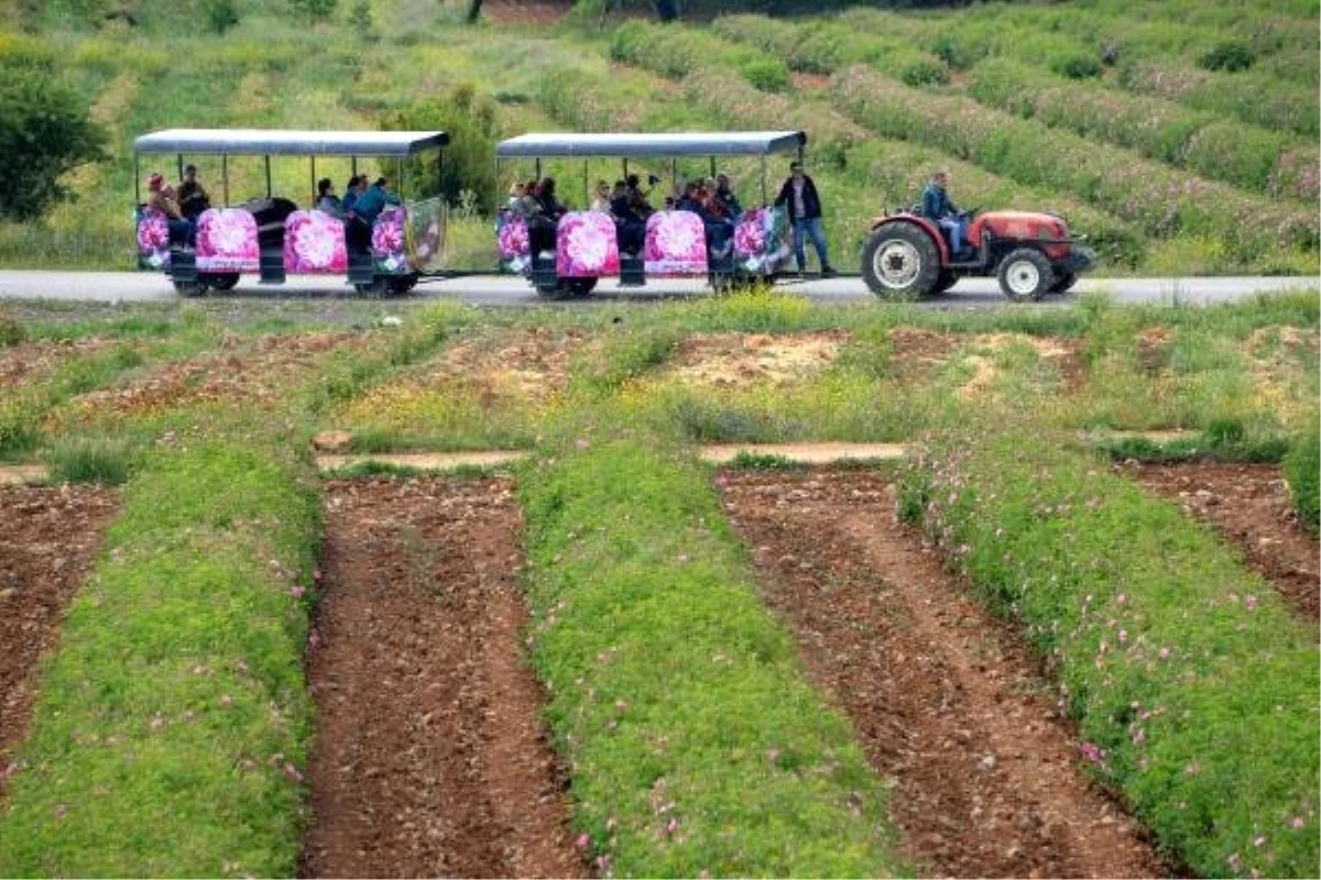 Isparta\'da üretilen güllerden yapılan yılın ilk gül yağı, kilosu 9 bin eurodan satıldı