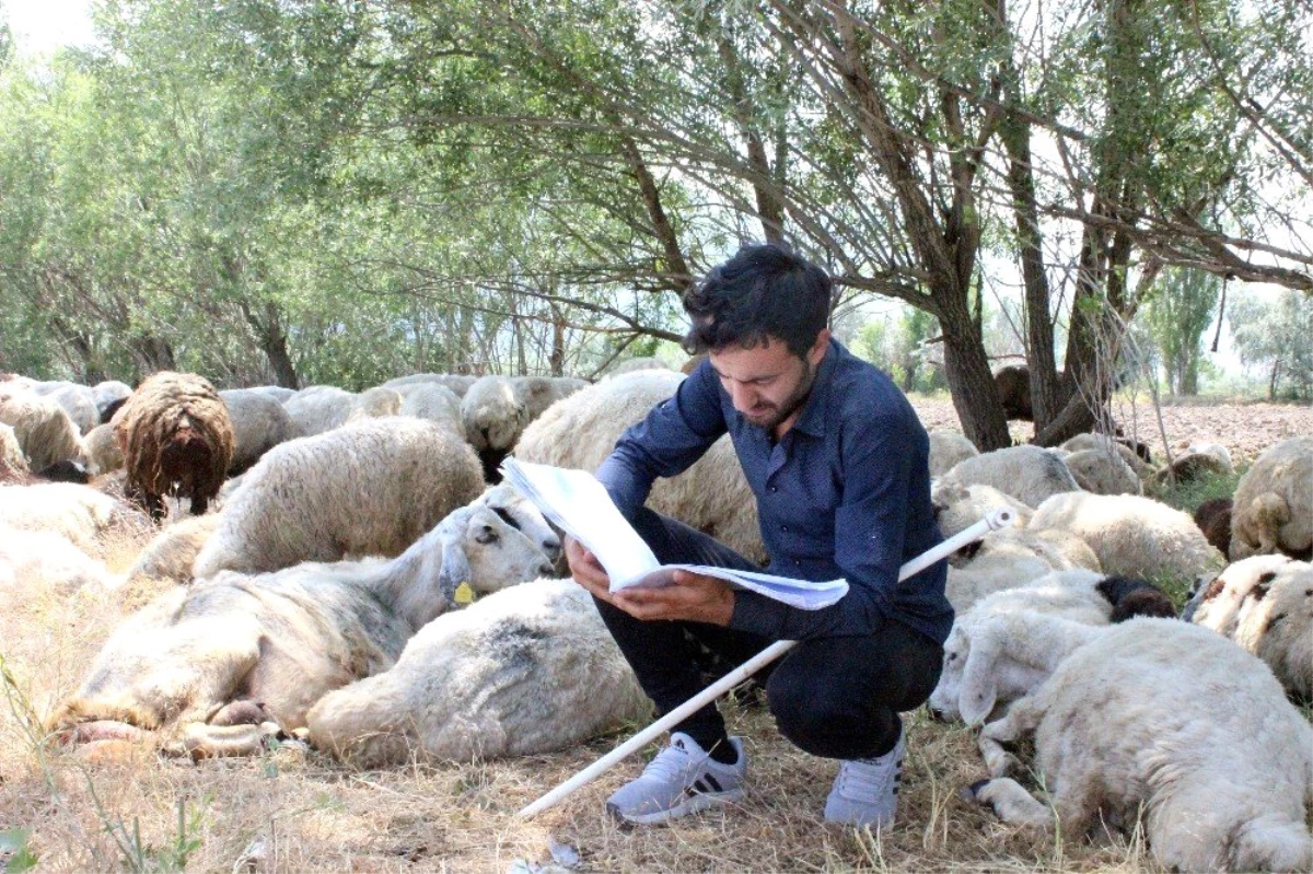 (Özel) Üniversite sınavından çıktı, soluğu koyunların yanında aldı