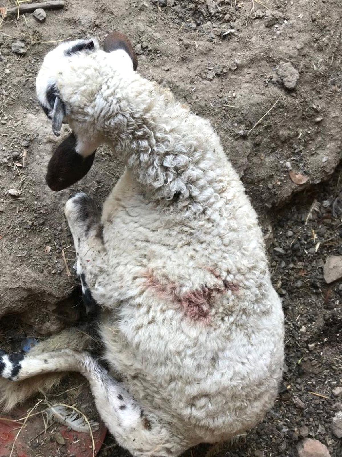 Sahipsiz köpekler kuzulara saldırdı