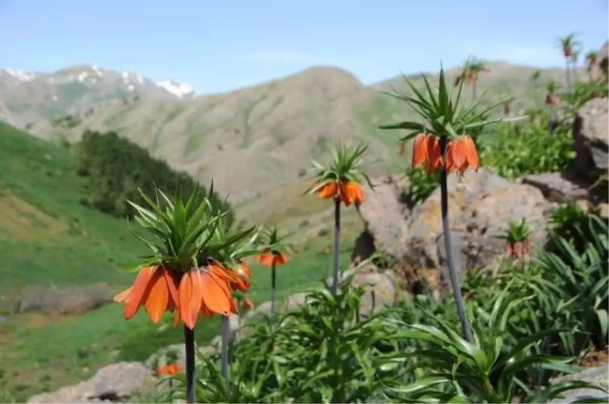 Tunceli\'de ters laleler jandarma korumasında