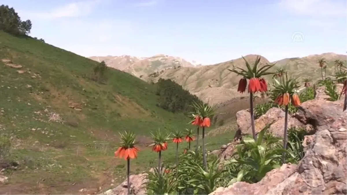 Vali Sonel, 2 bin rakımdaki "ağlayan gelin"leri inceledi