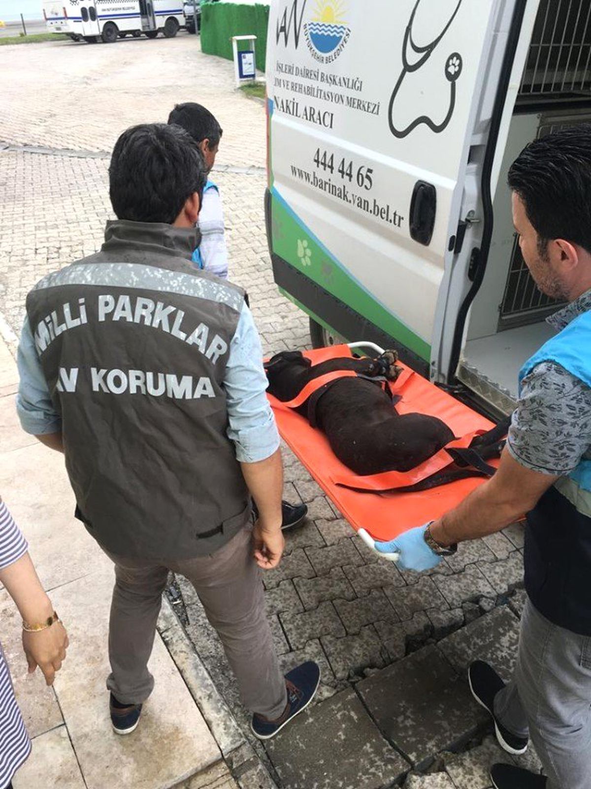 Van\'da pitbull cinci köpek bulunduran şahsa 7 bin 802 lira ceza