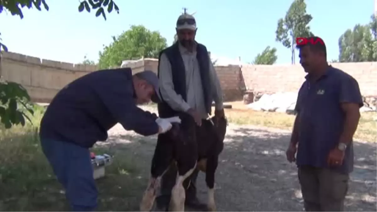 VAN Erciş\'te sokak köpekleri 2 buzağıya saldırdı