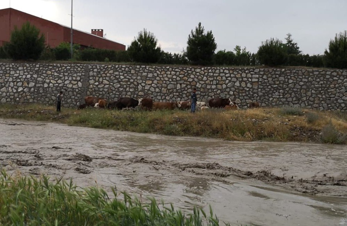 Yağmur suları yükselince dere kenarında mahsur kaldılar