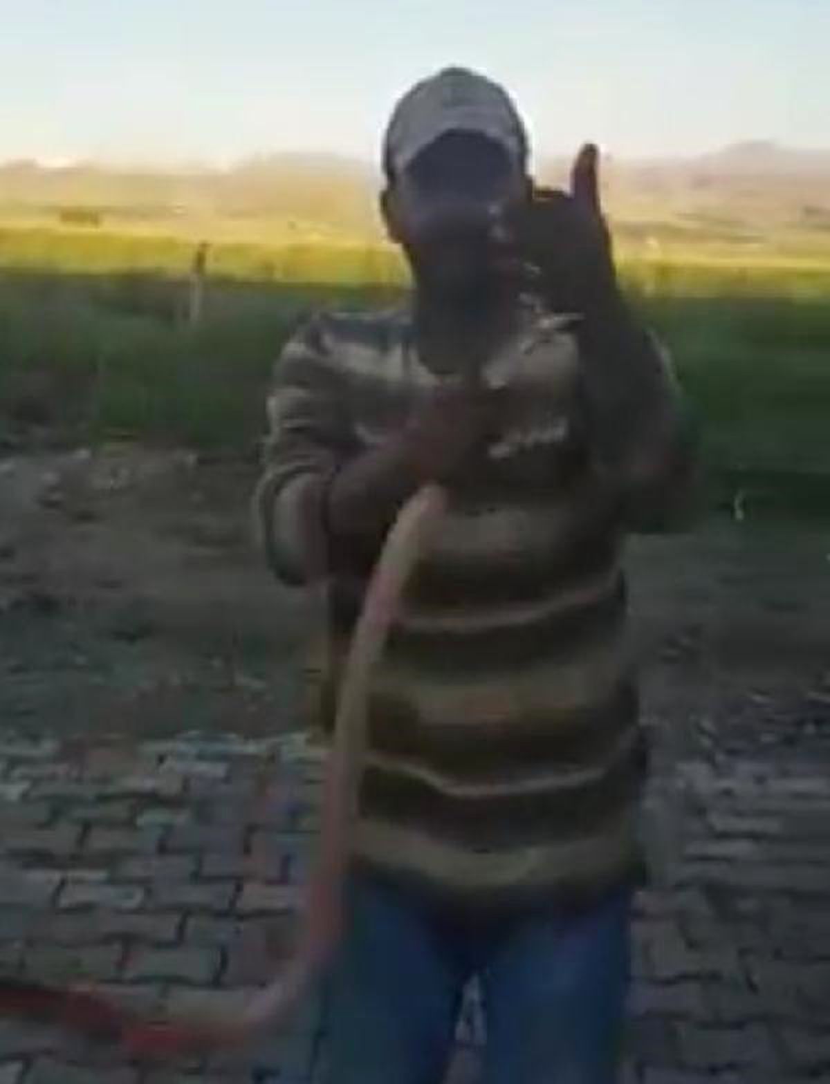 Yakaladığı yılana elini ısırttı