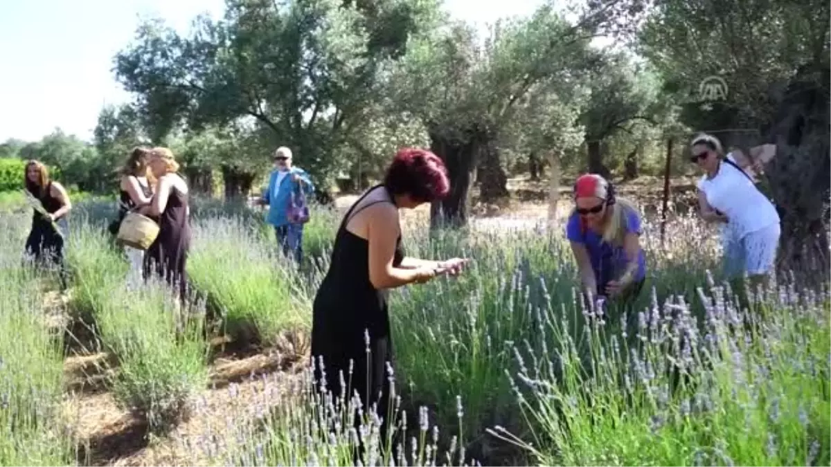 "2. Lavantalı Günler-Şifa Doğada" Etkinliği