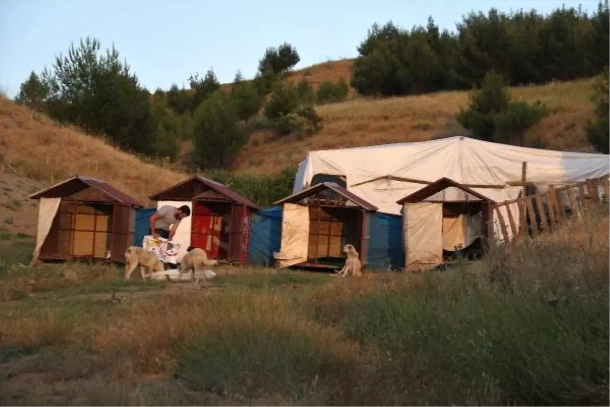 Dededen kalma çiftlikte muhtaç hayvanlara bakıyor