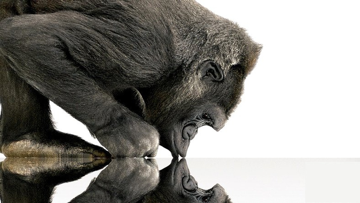 Geçmişe Yolculuk: Gorilla Glass\'ın Yükselişi ve Telefon Endüstrisine Katkıları