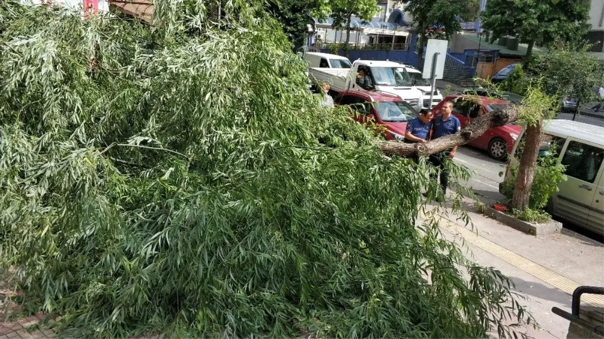 Kırılan ağaç yolu kapattı