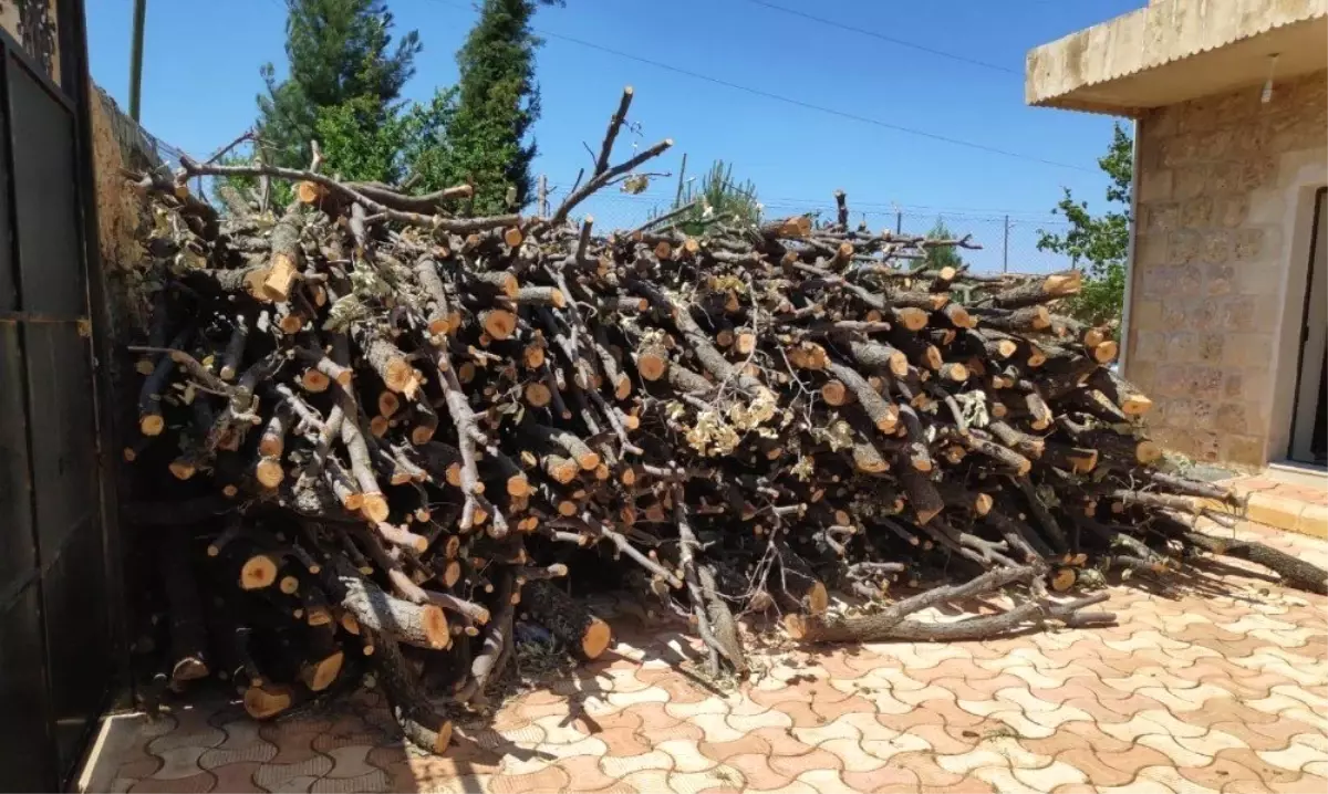 Ormanlık alanda kaçak ağaç kesen şahıs gözaltına alındı