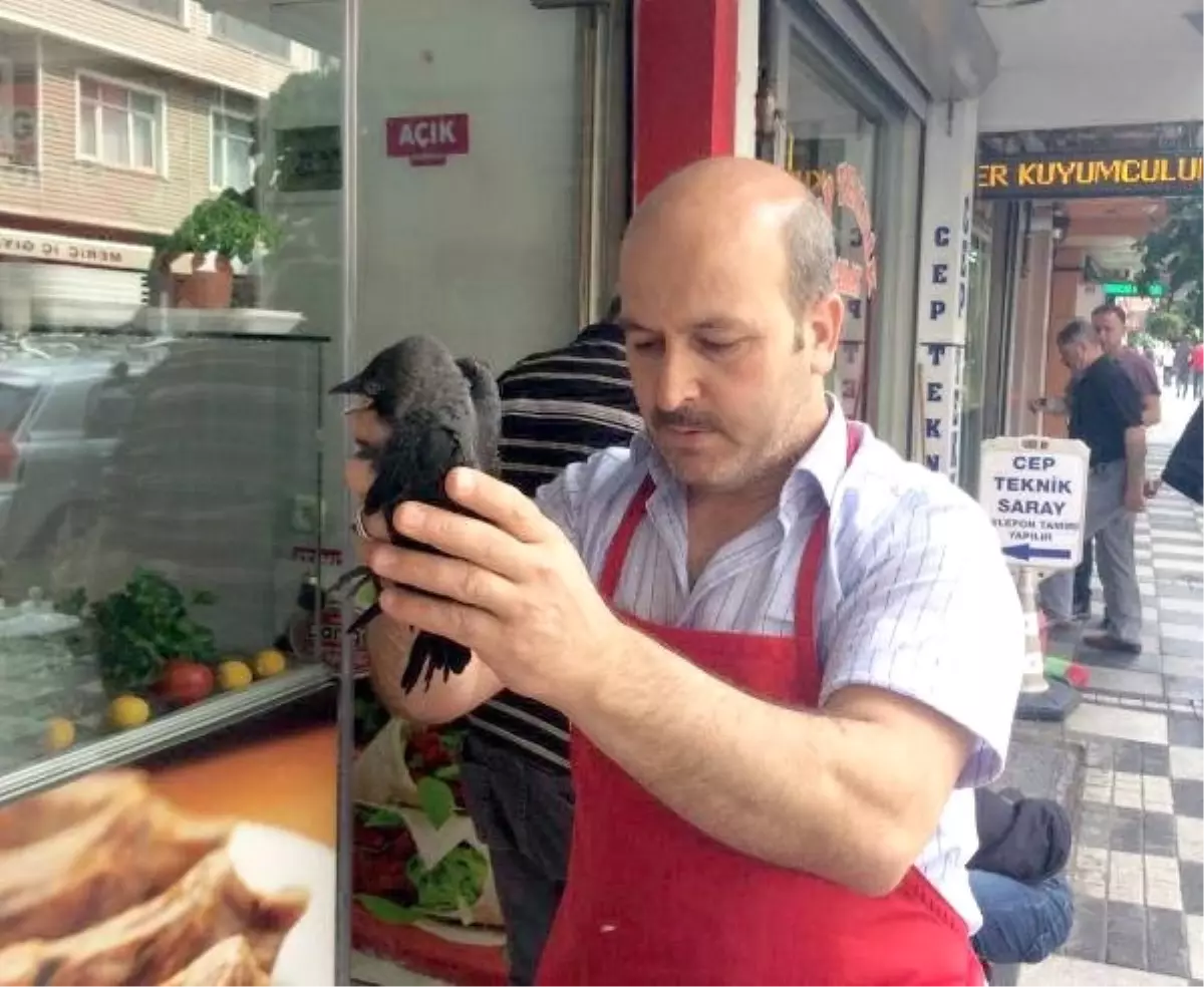 Reklam tabelasına sıkışan yavru kargaları esnaf kurtardı