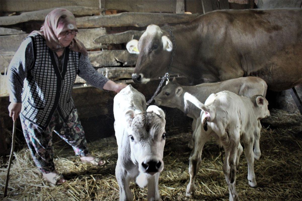 Yüzlerce yıldır hayvan bakılan köyde ilk defa böyle bir doğum gerçekleşti