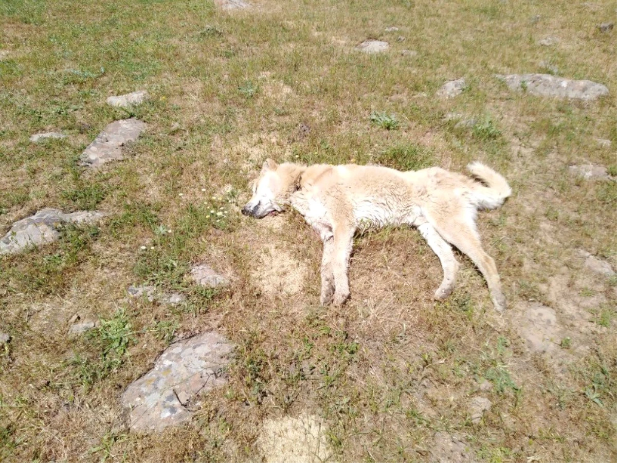 Bingöl\'de 4 çoban köpeğinin vurulduğu iddiası