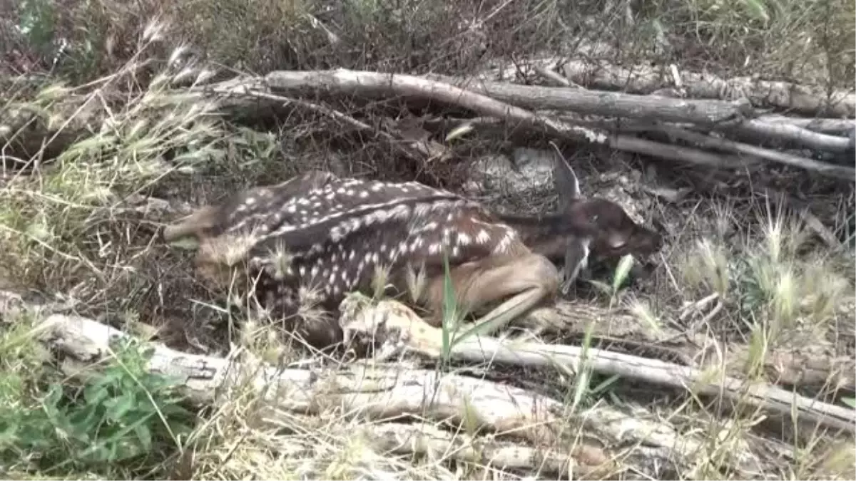 Bitkin bulunan geyik yavrusu tedavi altına alındı