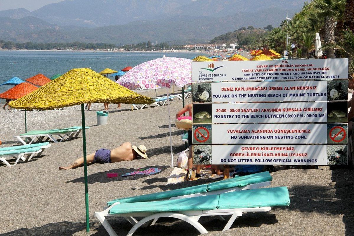 Carettalar kıyılara yumurta bırakmaya başladı