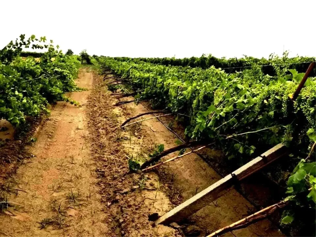 Dolu üzüm bağlarında zarara yol açtı