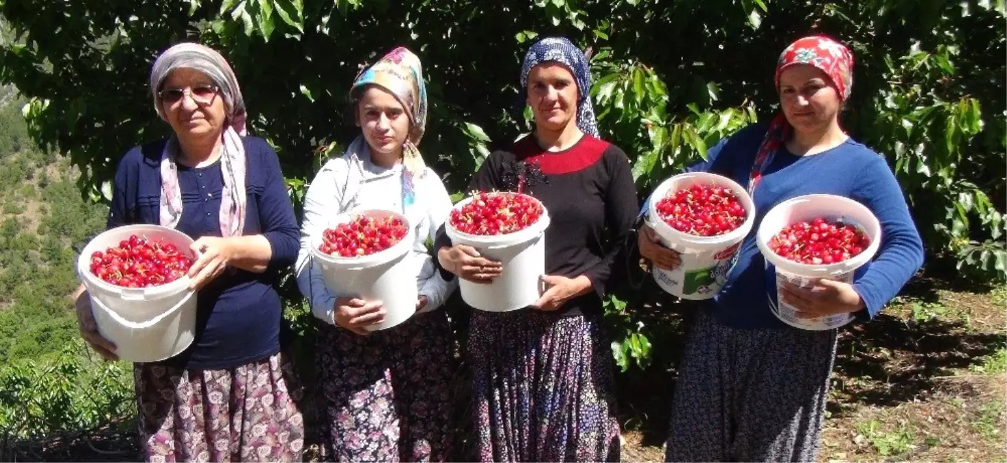 Erzincan\'da kiraz üreticisinin yüzü gülüyor