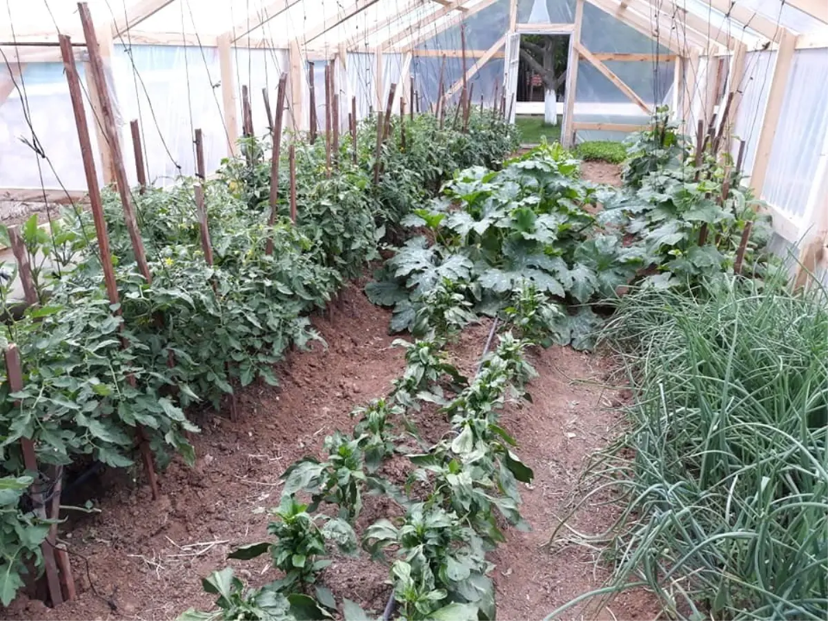 Kaymakam, lojmanın bahçesine kurduğu sera ile topluma mesaj verdi