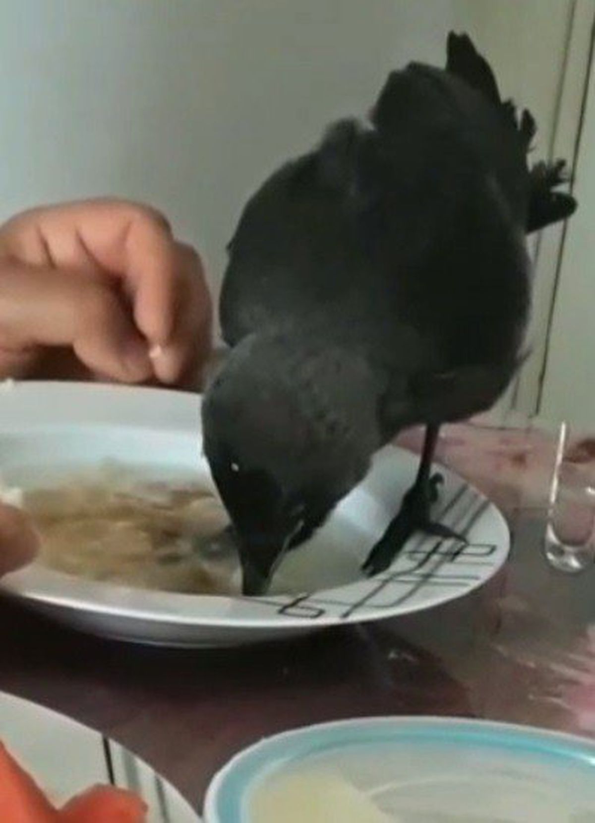 Kurtarılan karga yemek sofrasına misafir oldu
