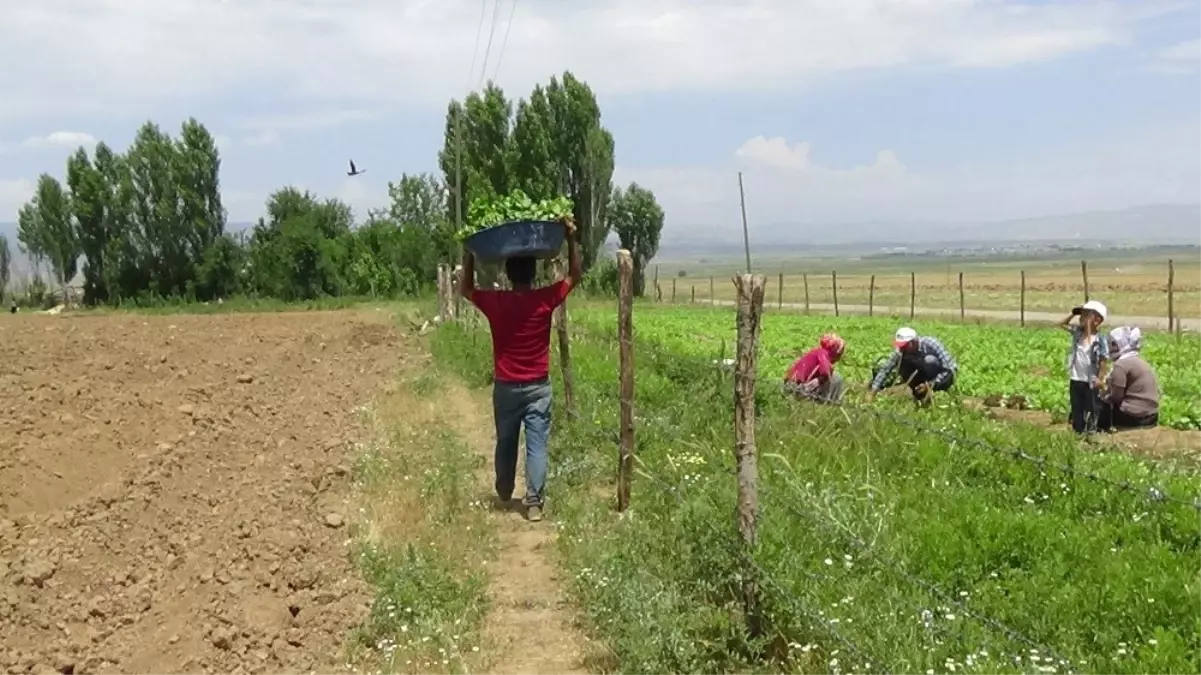 Muş\'ta tütün ekimi başladı