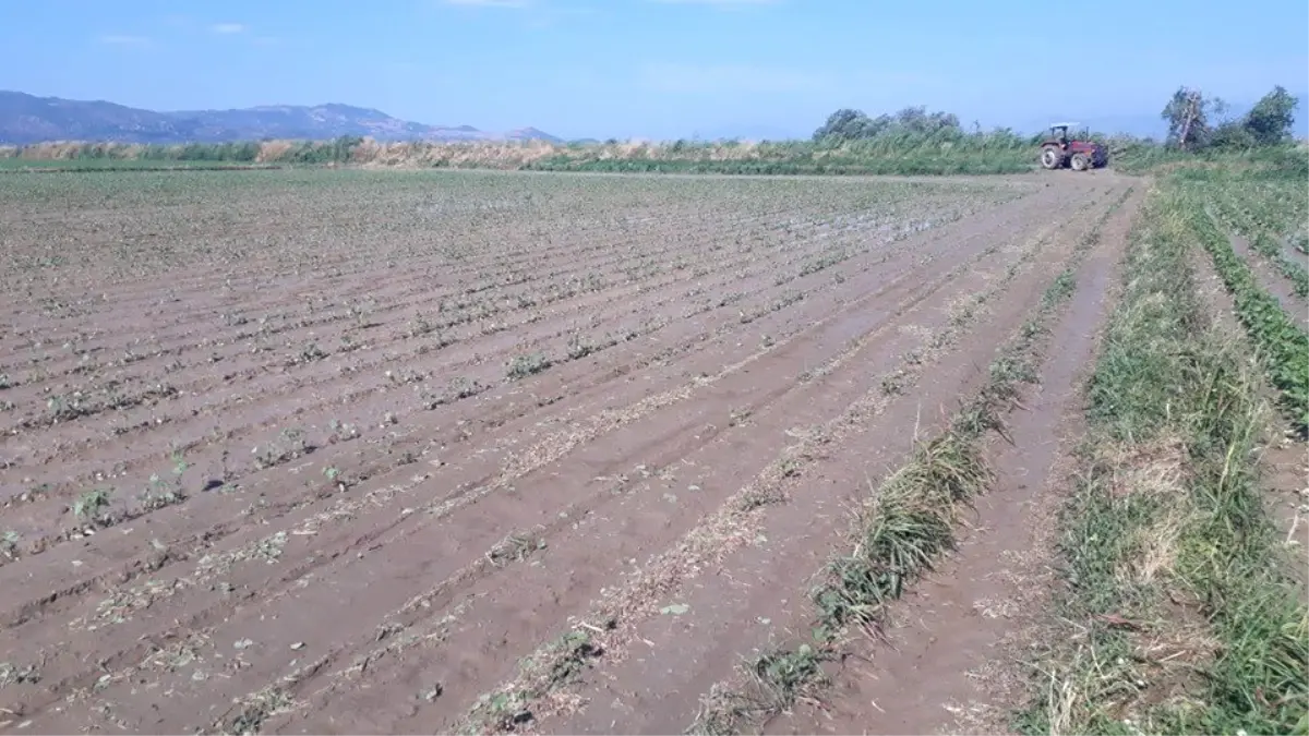 Sağanak yağış Koçarlı Ovası\'na zarar verdi